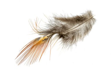 Beyaz izole arkaplanda sülün tüyü