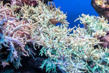 Görünür detayları olan renkli mercan resifleri. arkaplan