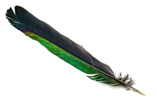 白色孤立的背景上的黑色和绿色喜鹊毛 — 图库照片