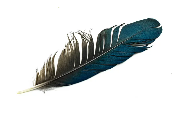 Pluma Urraca Negra Azul Sobre Fondo Blanco Aislado — Foto de Stock