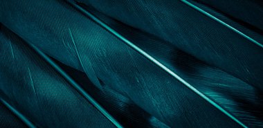 Mavi şahin tüyleri görünür detaylarla. arkaplan veya doku