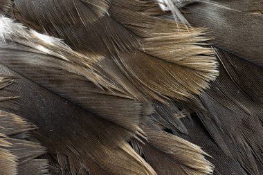 Şahin tüyleri görünür detaylarla. arkaplan veya doku