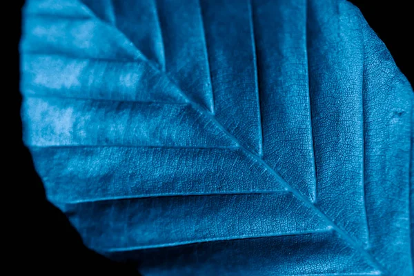 Blue Leaf Visible Details Black Background — Stock Photo, Image