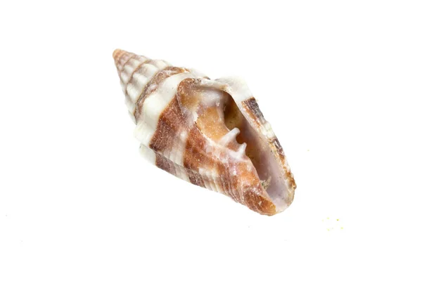 Shells Sea Snail White Isolated Background — Stock Photo, Image