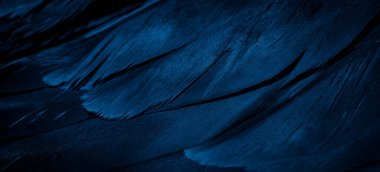Mavi şahin tüyleri görünür detaylarla. arkaplan veya doku