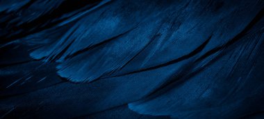 Mavi şahin tüyleri görünür detaylarla. arkaplan veya doku