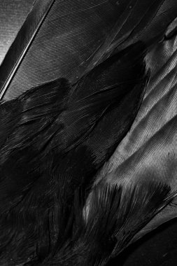 Görünür detayları olan siyah tüyler. arkaplan veya doku