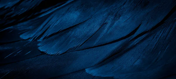 Kék Sólyomtollak Látható Részletességgel Háttér Vagy Textúra — Stock Fotó