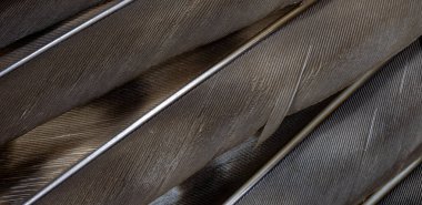 Şahin tüyleri görünür detaylarla. arkaplan veya doku