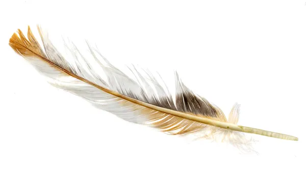 白色背景的母鸡的褐色羽毛 — 图库照片