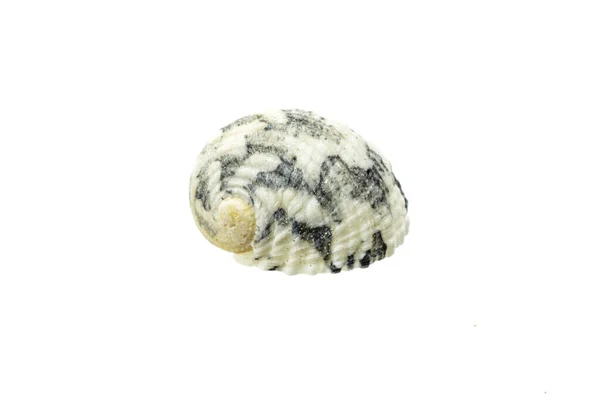 Shells Sea Snail White Isolated Background — Stock Photo, Image