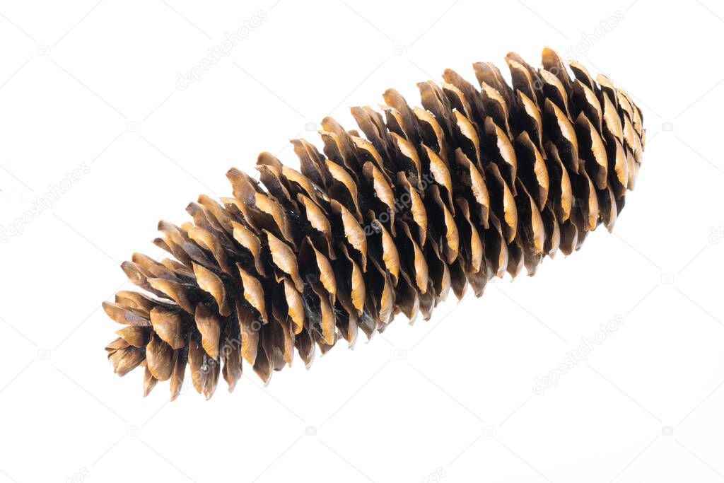 spruce cone on a white isolated background