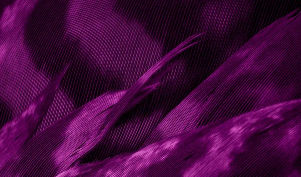 Fioletowe Pióra Jastrzębia Widocznymi Szczegółami Tło Lub Tekstura — Zdjęcie stockowe