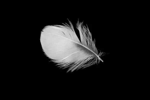 Белое Птичье Перо Черном Изолированном Фоне — стоковое фото