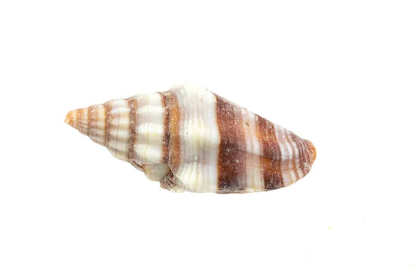 Shells Sea Snail White Isolated Background — Stock Photo, Image