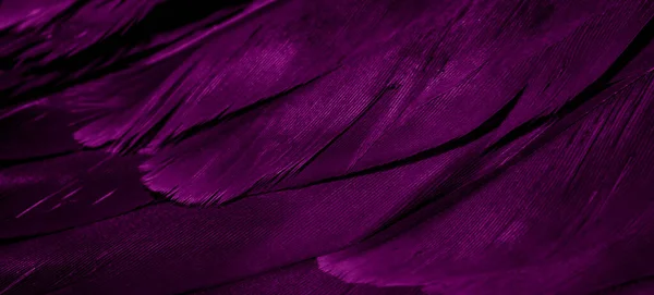 Penas Falcão Roxo Com Detalhes Visíveis Fundo Textura — Fotografia de Stock