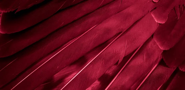 Plumas Halcón Rojo Con Detalle Visible Fondo Textura — Foto de Stock