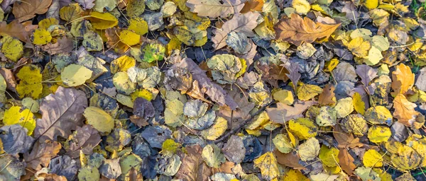 Foglie Gialle Autunnali Distese Terra — Foto Stock