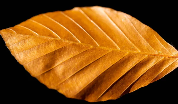 Feuille Brune Avec Des Détails Visibles Sur Fond Noir — Photo