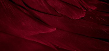 Kızıl Şahin tüyleri görünür detaylarla. arkaplan veya doku