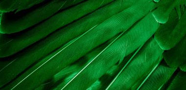 Yeşil şahin tüyleri görünür detaylarla. arkaplan veya doku