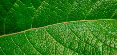 Yeşil yapraklı görünür detaylar. arkaplan veya doku