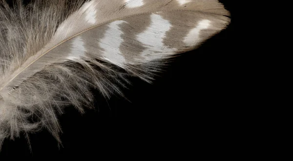 黒の背景に白と茶色の羽があり — ストック写真