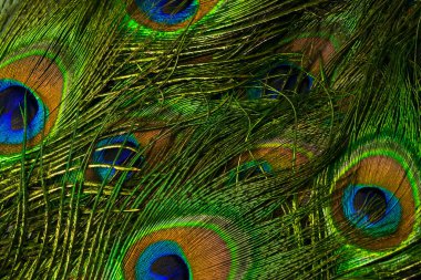 Bir tavus kuşunun renkli tüyleri. arkaplan veya doku