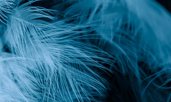 Mavi kuş tüyü ve görünür detaylar. arkaplan veya doku