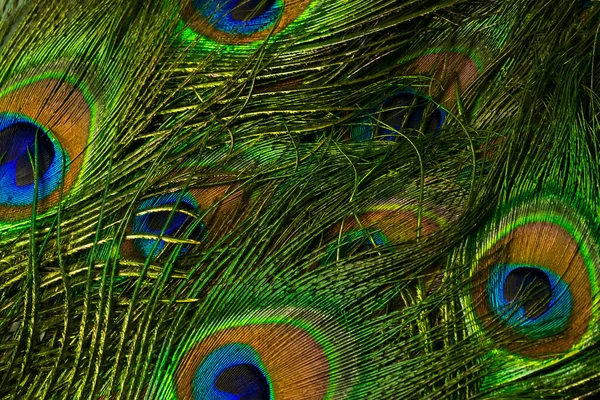 Bir tavus kuşunun renkli tüyleri. arkaplan veya doku