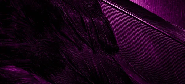Фиолетовые Птичьи Перья Видимой Текстурой Фон — стоковое фото