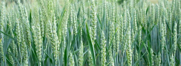 Grüner Weizen Mit Sichtbaren Details Hintergrund Oder Textur — Stockfoto