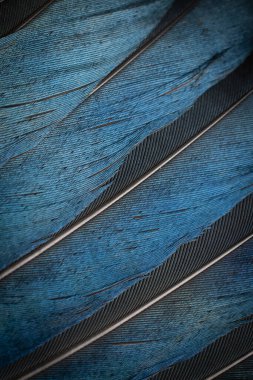 Bir saksağanın siyah ve mavi tüyleri. arkaplan veya doku