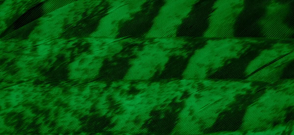 緑の鷹の羽の詳細が見える 背景や質感 — ストック写真