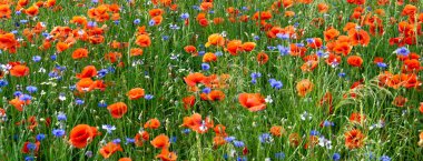 Yeşil çimenlerin üzerinde kırmızı gelincikler ve mavi çiçek.