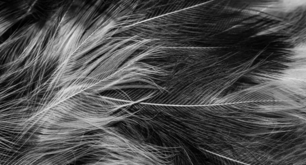 Görünür detayları olan siyah ve beyaz tüyler. arkaplan veya doku