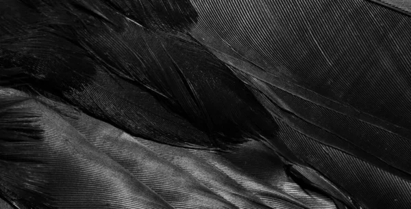 Černé Peří Viditelnými Detaily Pozadí Nebo Textura — Stock fotografie