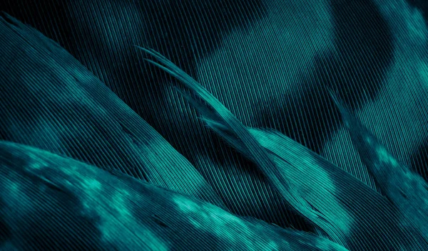 Mavi şahin tüyleri görünür detaylarla. arkaplan veya doku