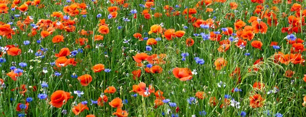 Yeşil çimenlerin üzerinde kırmızı gelincikler ve mavi çiçek.