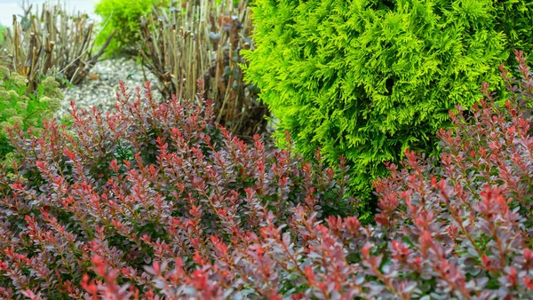 Thunberg Rouge Épine Vinette Thuja Vert Dans Jardin — Photo