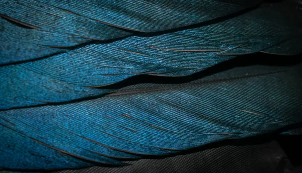 喜鹊的黑色和蓝色羽毛 背景或纹理 — 图库照片