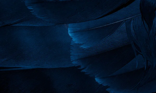 Mavi şahin tüyleri görünür detaylarla. arkaplan veya doku