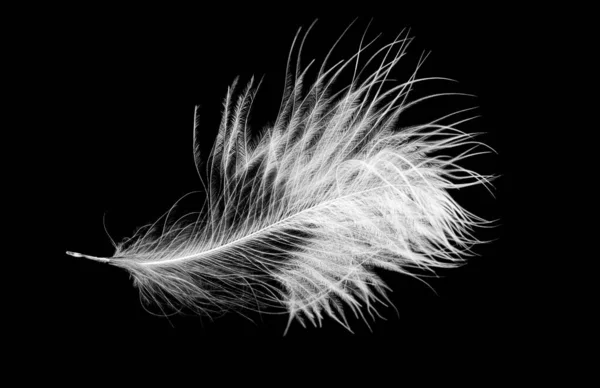 Пір Білого Птаха Чорному Ізольованому Фоні — стокове фото