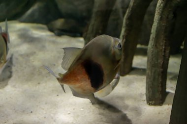 Kayaların ve sarı kumların arka planında çizgili piranalar