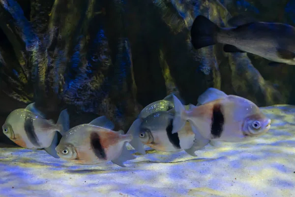 Gestreifte Piranhas Vor Dem Hintergrund Von Felsen Und Gelbem Sand — Stockfoto