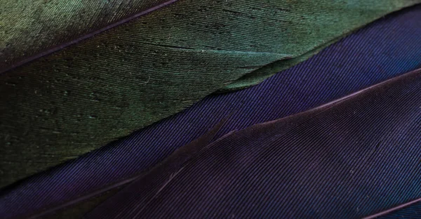緑と紫の鳥の羽目に見える質感 — ストック写真