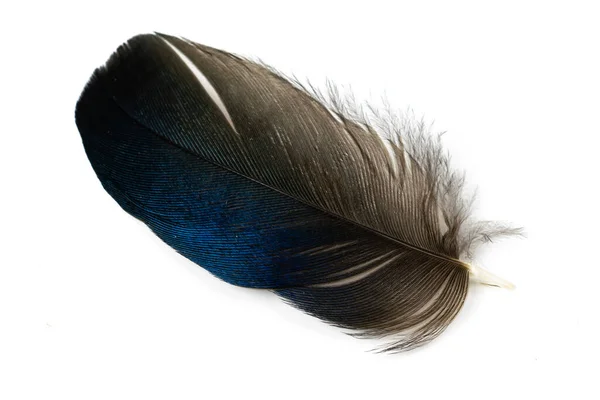 Beyaz Izole Bir Arkaplanda Siyah Mavi Saksağan Tüyü — Stok fotoğraf