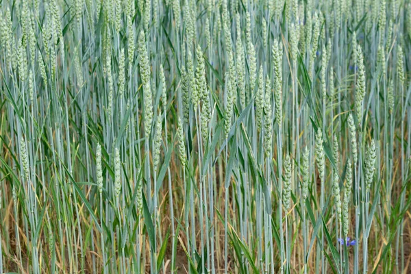 Grüner Weizen Mit Sichtbaren Details Hintergrund Oder Textur — Stockfoto
