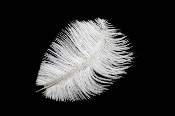 Pluma Avestruz Blanco Sobre Fondo Negro Aislado —  Fotos de Stock