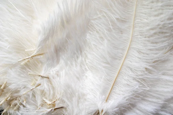 Bílé Pštrosí Peří Viditelnou Texturou — Stock fotografie